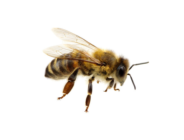 Mehiläinen eristetty valkoinen - Valokuva, kuva