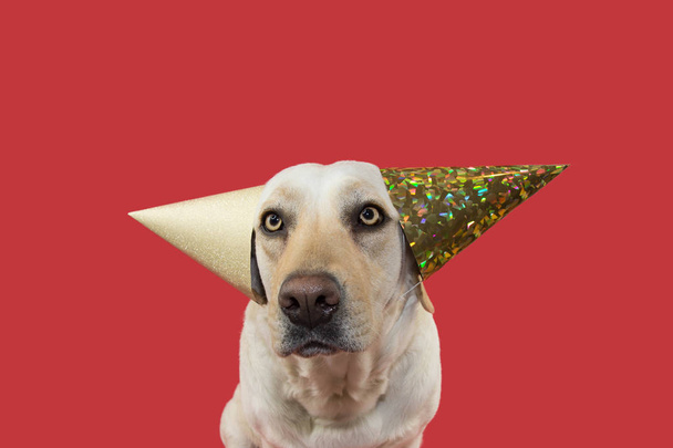 Grappige hond, het vieren van een verjaardag, carnaval, Mardi Gras of New Year Party. Het dragen van twee gouden Hat Glitter. Geïsoleerde schot tegen koraal achtergrond. - Foto, afbeelding