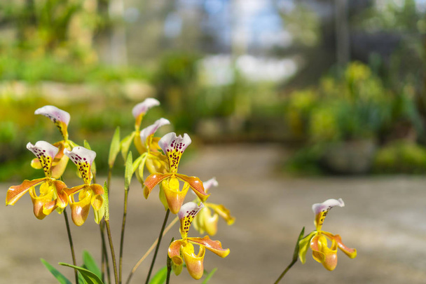 Paphiopedilum Orchidee Blume oder Frauenschuh Orchidee in Conservation Center paphiopedilum doi inthanon, chiang mai, Thailand. - Foto, Bild