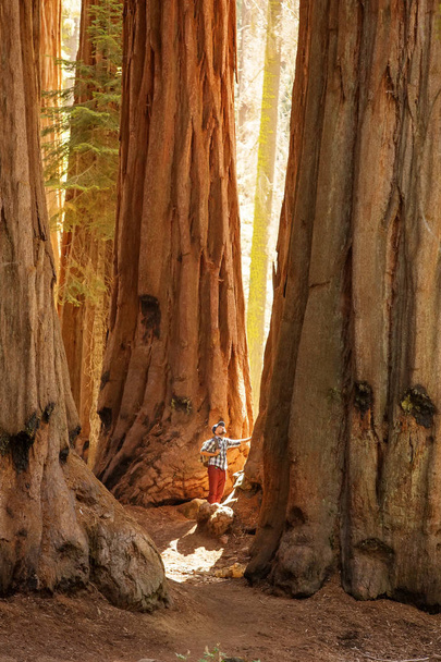Hiker in Sequoia national park in California, USA - Photo, Image