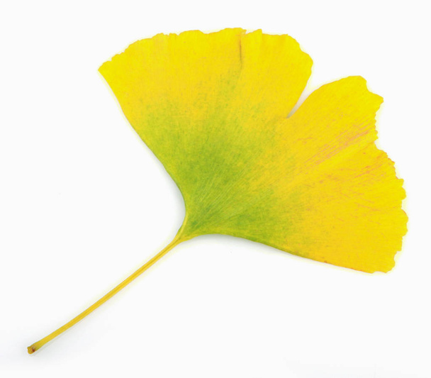 Ginkgo leaf isolated on white background. - Foto, afbeelding