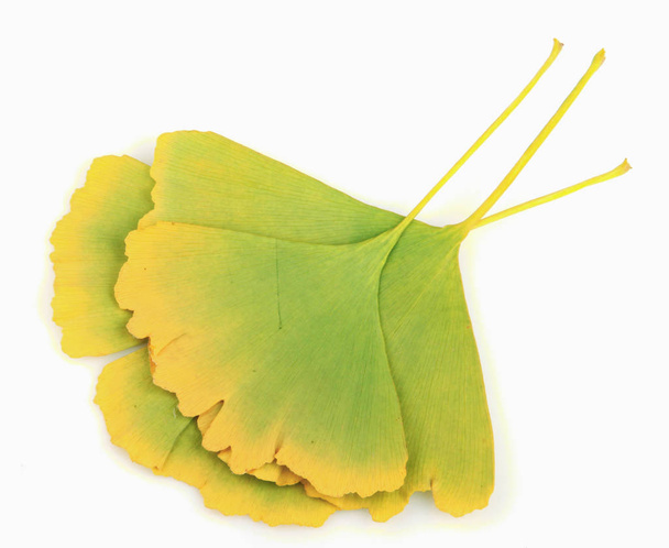 Ginkgo leaf isolated on white background. - Photo, Image