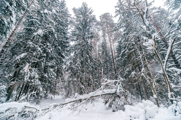 scenic view of beautiful winter forest covered with snow - Foto, imagen