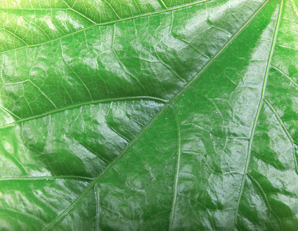 Green Foliage Texture fotos stock
 - Foto, Imagem