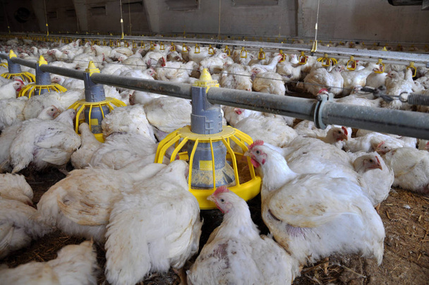 Αγρόκτημα για την καλλιέργεια κοτόπουλα κρεατοπαραγωγής για ένα και ενάμιση μηνών - Φωτογραφία, εικόνα