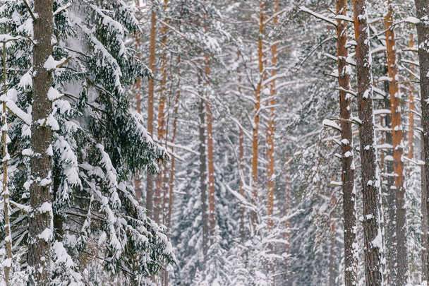 scenic view of beautiful snowy winter forest - Foto, Imagen