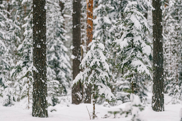 vista panorámica del hermoso bosque de invierno nevado
 - Foto, Imagen