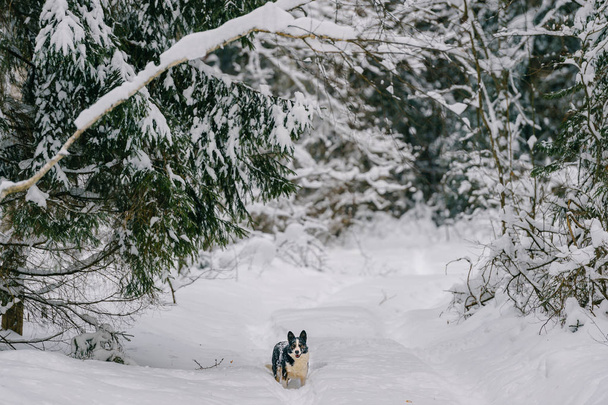 close up view of cute homeless black and white dog in winter snowy forest - Foto, immagini
