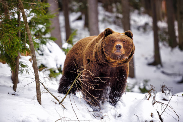 Wild brown bear in winter forest - Photo, Image