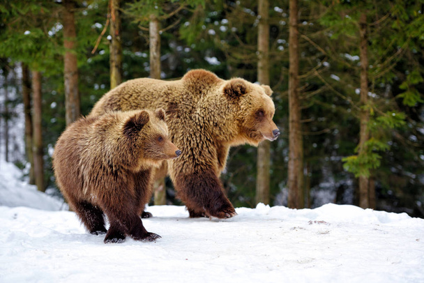 Ze-Beer en beer-cub in het winter forest - Foto, afbeelding