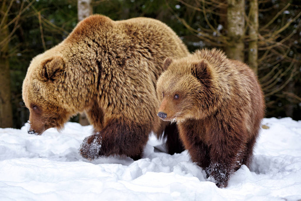 Ze-Beer en beer-cub in het winter forest - Foto, afbeelding