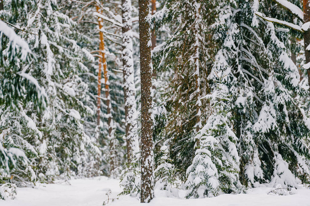 scenic view of beautiful snowy winter forest - Foto, imagen