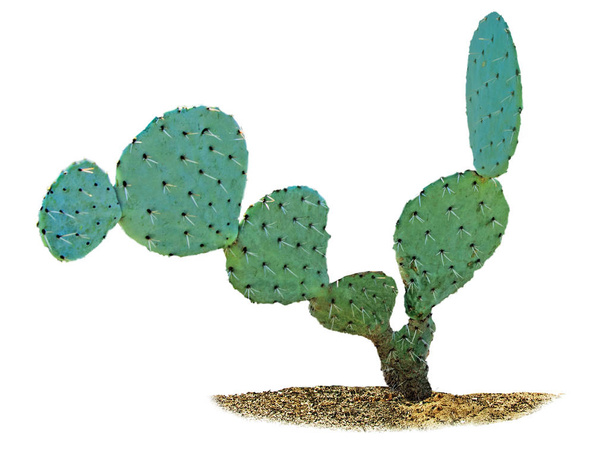 Kaktus eristetty valkoisella pohjalla - Valokuva, kuva