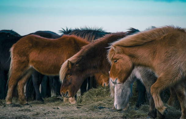 Funny plush Icelandic horses on the farm in the mountains of Iceland eating grass - Photo, Image