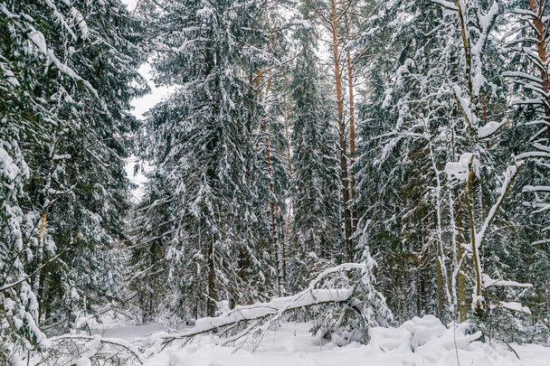 scenic view of beautiful snowy winter forest - Foto, afbeelding