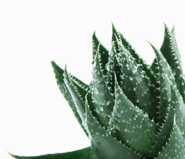 Aloe Vera em fundo branco - Foto, Imagem