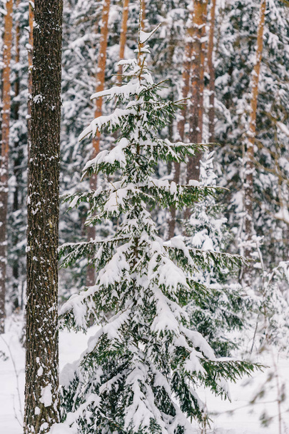scenic view of beautiful snowy winter forest - Foto, imagen