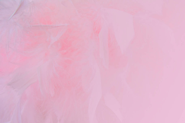 Abstract beautyful pink colored feathers horizontal background. Fluffy feather fashion design vintage bohemian style pastel texture. Wedding, anniversary, valentine's day concept. Soft focuse. - Zdjęcie, obraz