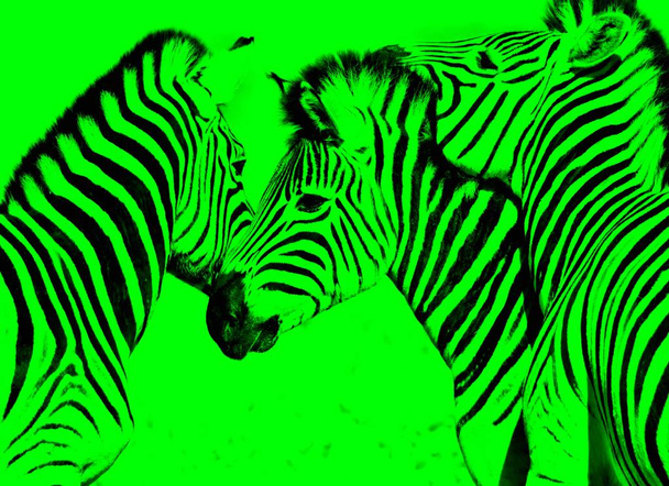 Close up of  playful Zebras - Foto, immagini
