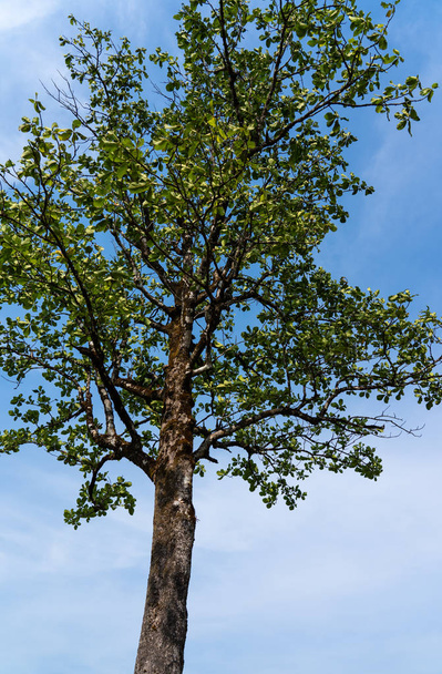 Prado de primavera com árvore grande com céu azul claro e fundo de nuvem
. - Foto, Imagem