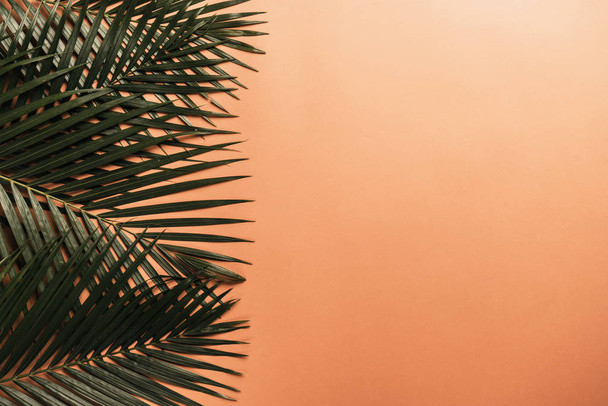 Tropical palm leaves on color background with copy space - Φωτογραφία, εικόνα