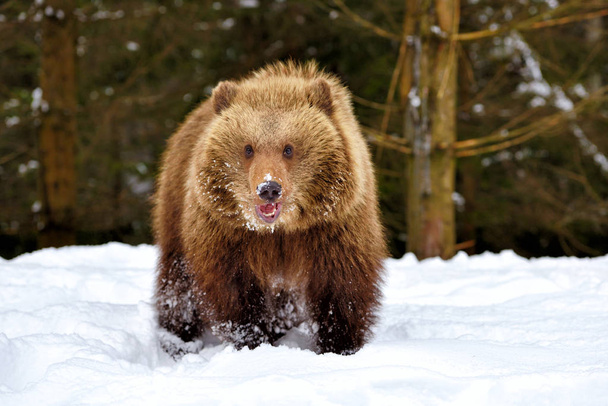 Cute little brown bear on the snow in winter forest - Photo, Image
