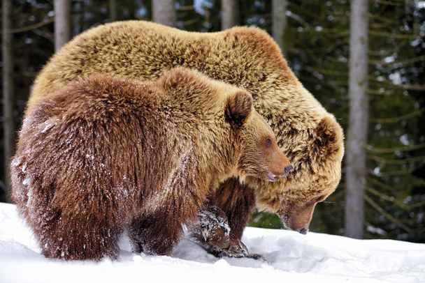 Bruine beer met cub in het winter forest - Foto, afbeelding