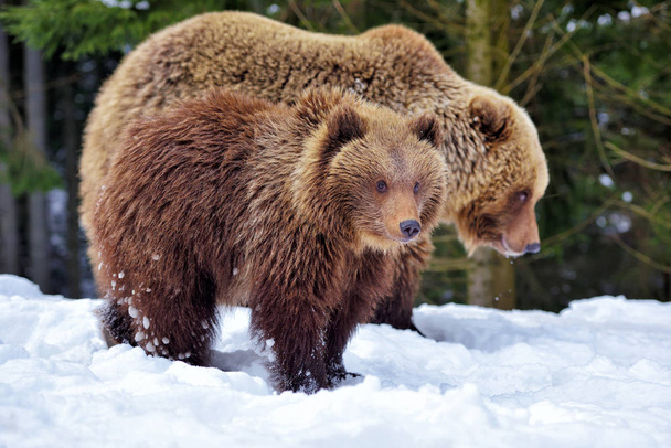 Braunbär mit Jungtier im Winterwald - Foto, Bild