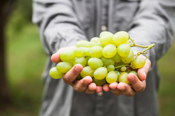 Grapes harvest. Farmers hands with freshly harvested white grapes. - Foto, imagen