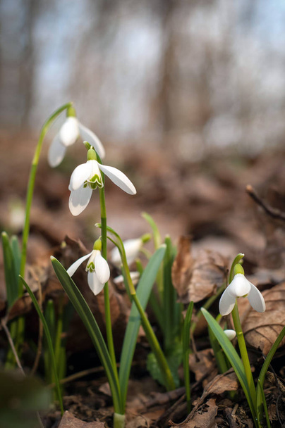 Kwiat biały świeży Przebiśniegi w lesie wiosną. Przetargowej Wiosna Kwiaty przebiśniegów zwiastuny ocieplenia symbolizują z nadejściem wiosny. - Zdjęcie, obraz