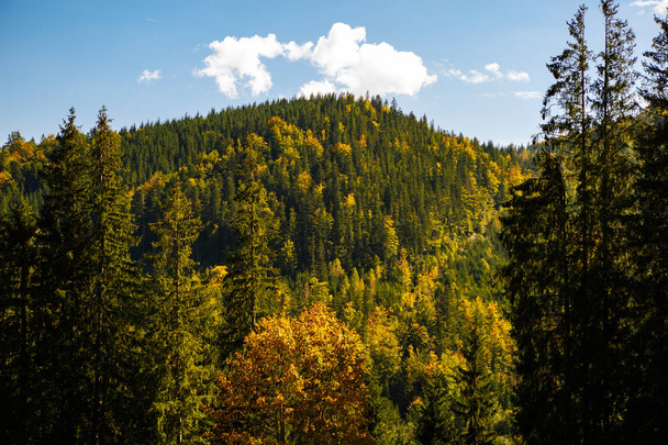 Beautiful Carpathian mountains in autumn season - Foto, imagen