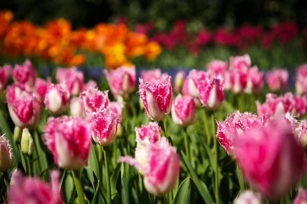 Beautiful  tulips flowers bloom in spring garden .Decorative wallpaper with tulips  in springtime. Beauty of nature poster. Vibrant natural colors - Photo, Image