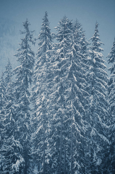 Snowy winter forest in Carpathian mountains - Фото, изображение