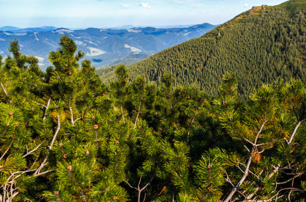 Όμορφη Καρπάθια Όρη στη φθινοπωρινή σεζόν - Φωτογραφία, εικόνα