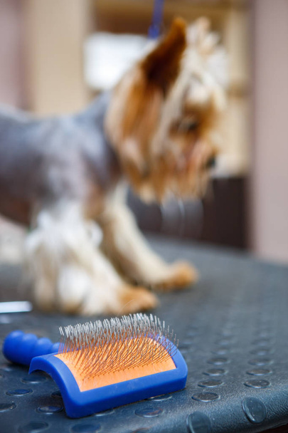 Professional comb for animal fur on table in grooming salon.Animal groomer instrument for combing out hair on puppies.Little yorkshire terrier dog on background - Foto, imagen