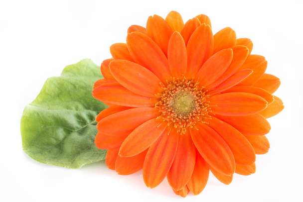 Gerber-kukka. Oranssi gerbera kukka lähikuva kuva
 - Valokuva, kuva