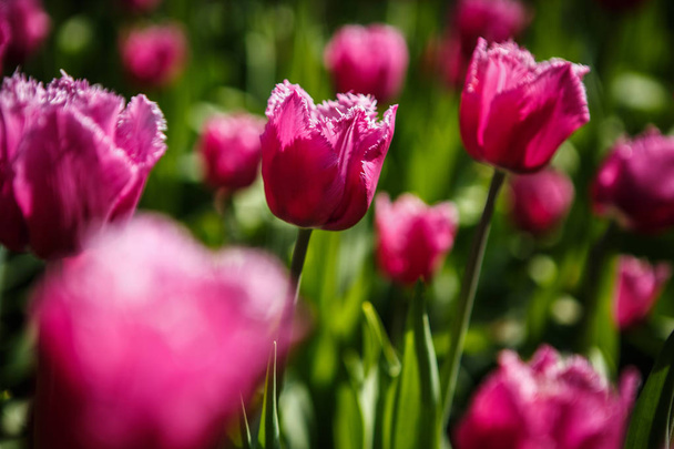 Szép tulipán virágok virágos-tavaszi kertben. Dekoratív tapéta a tulipánok tavasszal. Poszter természet szépségét. Élénk és természetes színek - Fotó, kép