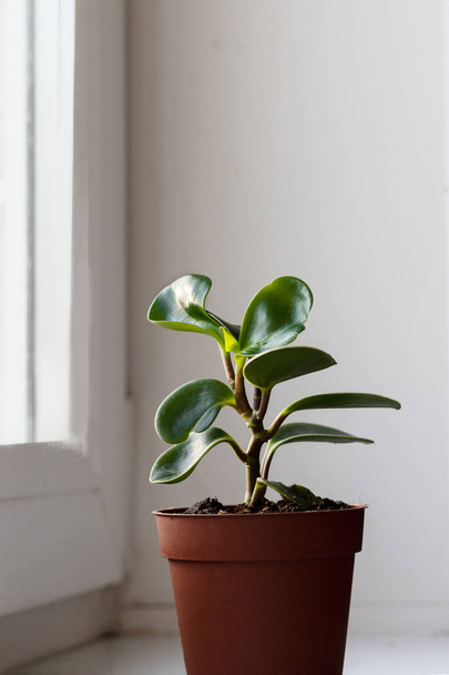 plante verte dans un pot - Photo, image