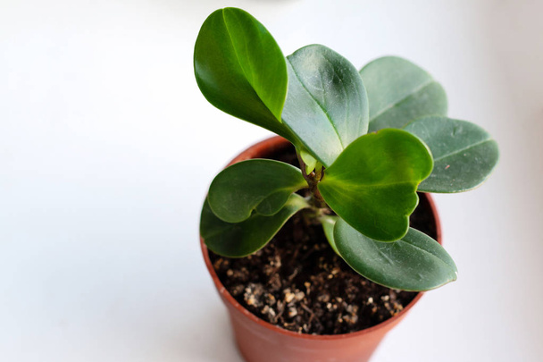 groene plant in een pot - Foto, afbeelding