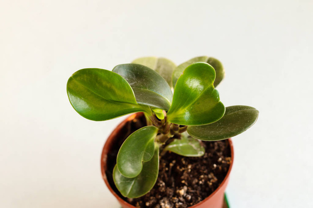 grüne Pflanze im Topf - Foto, Bild