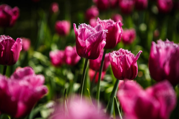 Krásné tulipány květiny kvetou v jarní zahradě. Dekorativní tapeta s tulipány v jaro. Krása přírody plakát. Živý přírodní barvy - Fotografie, Obrázek