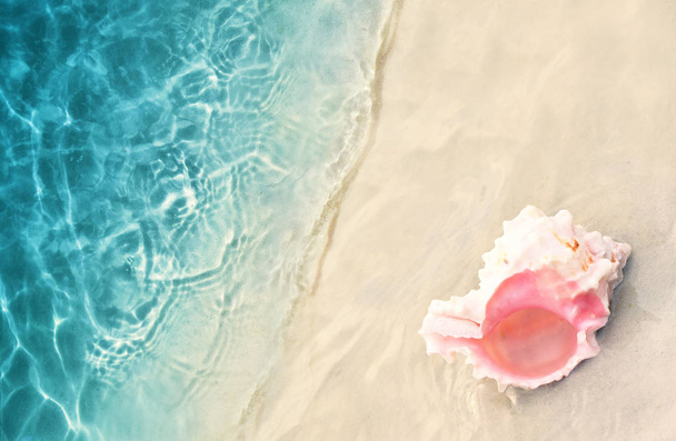 Seashell sulla spiaggia estiva e acqua di mare. Sfondo estivo. Ora legale
. - Foto, immagini