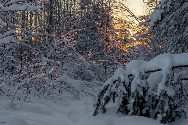 Sunset in the winter forest. River valley at sunset. Leningrad region. Russia - Photo, image