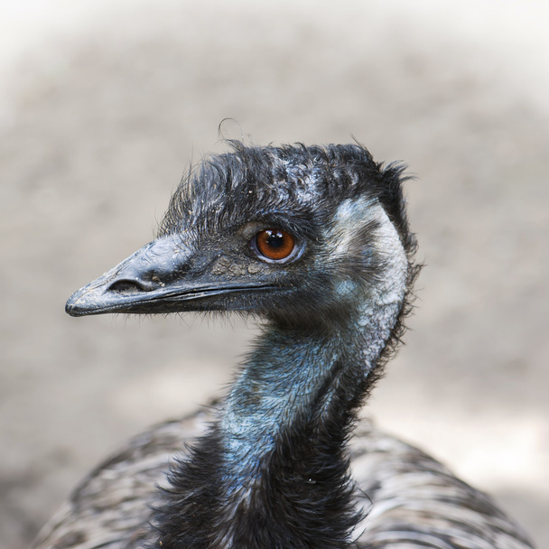 Emu (Dromaius novaehollandiae)
) - Фото, изображение