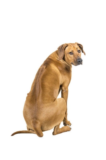 Портрет собаки родезійськими ріджбек ізольовані на білому тлі сидять, показуючи його назад, дивлячись на камеру - Фото, зображення