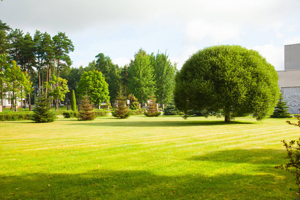 Beautiful veiw of a green summer park - Foto, Imagem