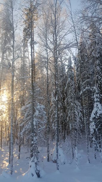 snow covered trees in the forest in back sunlight - Photo, Image