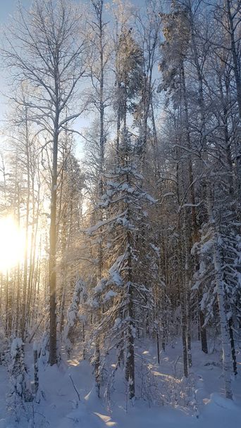 snow covered trees in the forest in back sunlight - Foto, afbeelding