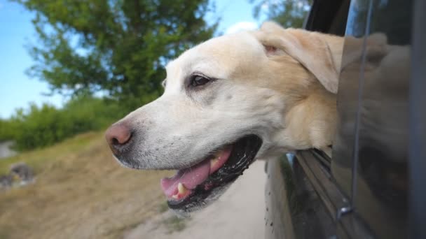Hond ras labrador of golden retriever op zoek naar een autoruit. Huisdier stak hoofd van bewegende auto genieten van de wind te kijken naar de wereld. Close-up - Video
