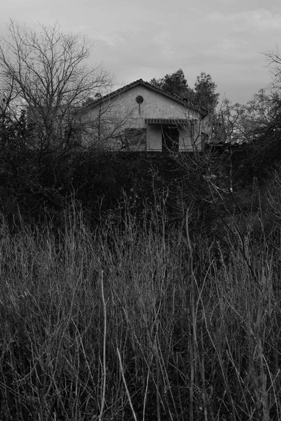 Abandoned haunted house in the woods obscured by withered overgrown plants. Black and white. - Photo, Image
